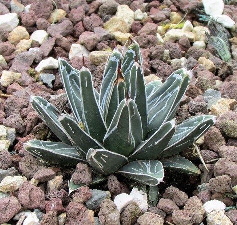 agave victoria reginae (Copier).JPG