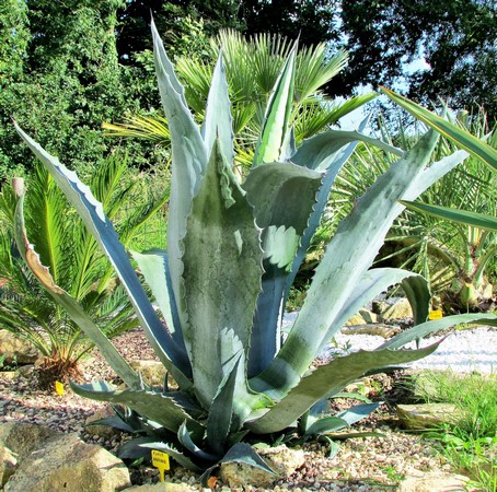 agave americana (Copier).JPG