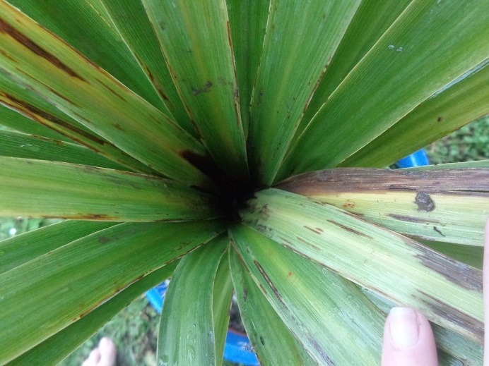 coeur cordyline.jpg