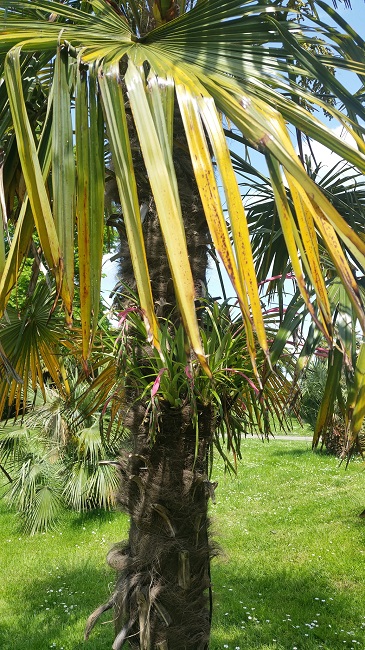 Bilbergia Trachy GB 22052016 (1).jpg