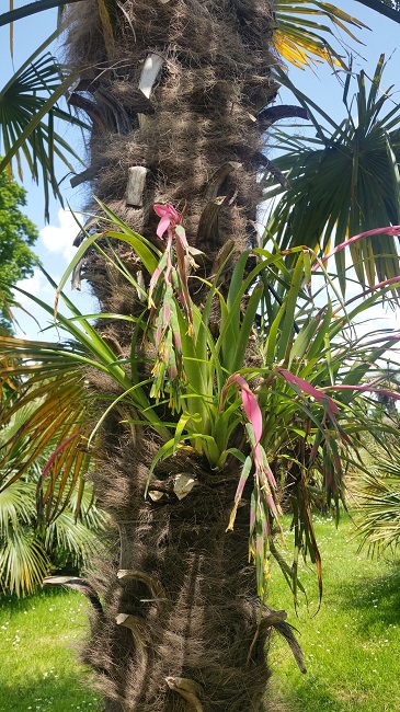 Bilbergia Trachy GB 22052016 (2).jpg