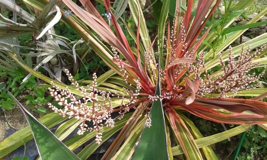 Cordyline Can Can
