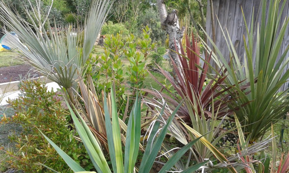 Dans le fond du jardin armata planté dans son pot l'automne dernier se porte bien