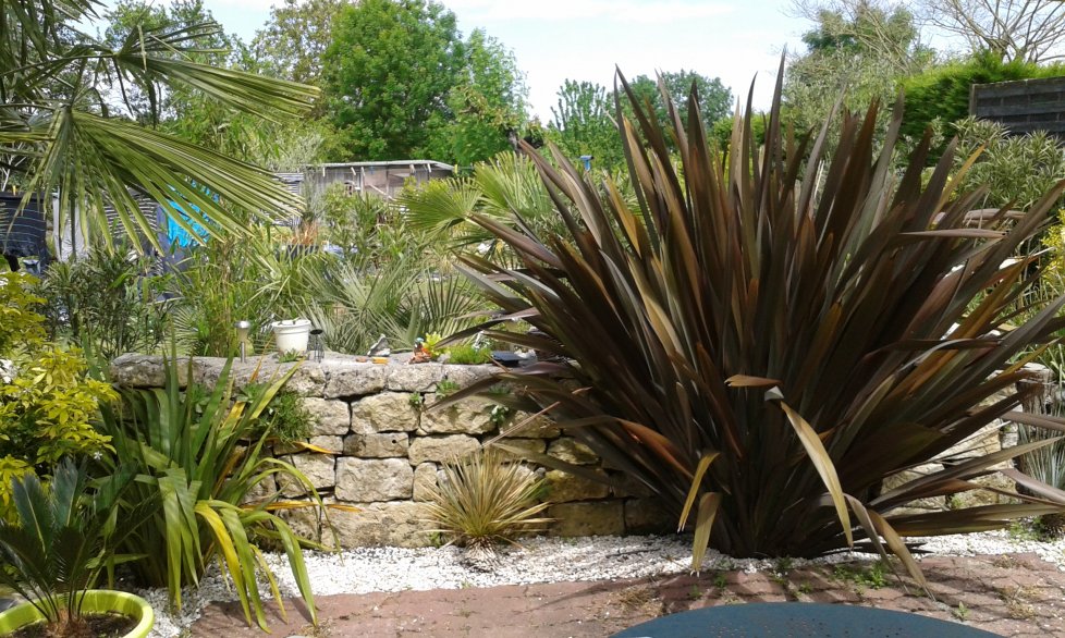 Phormium purpureum profite encore ainsi que le tenax