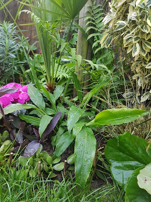 Hedychium Horsfiedii 24052016.jpg