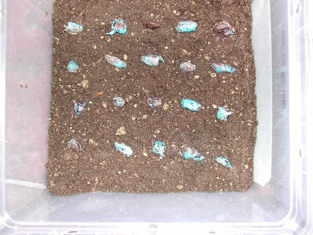 DSCN3233_ravena.jpg