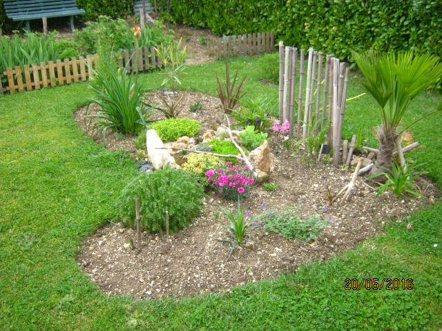 les sedums commencent  à fleurir