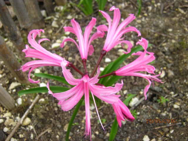 nerine bowdenii
