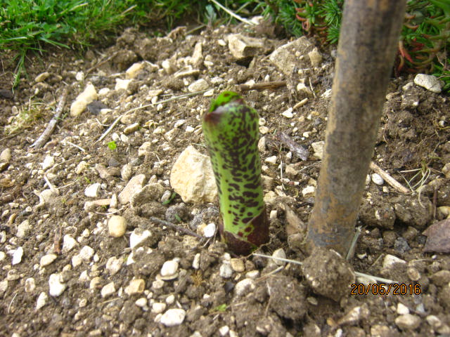 eucomis bicolor