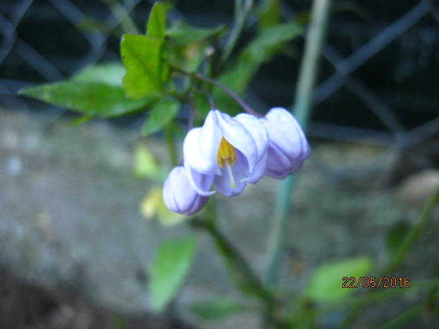 solanum jasminoide