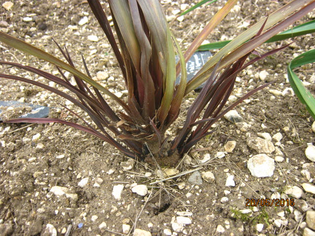 ma cordyline qui rejette ,son cœur avait pourri.