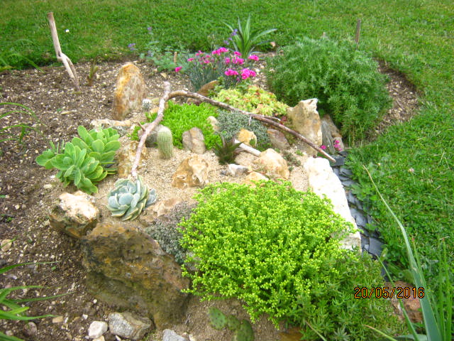 je l'ai mis a cote du sedum acre