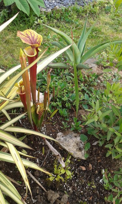 20160527_194253.jpg