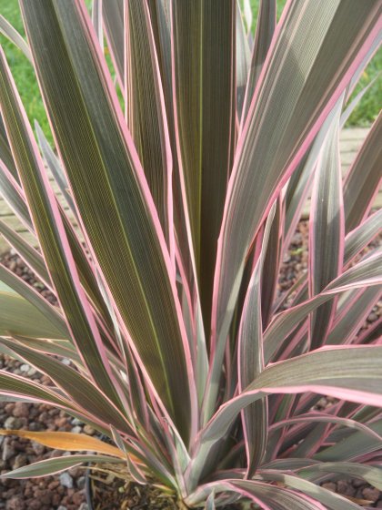 Pink stripe