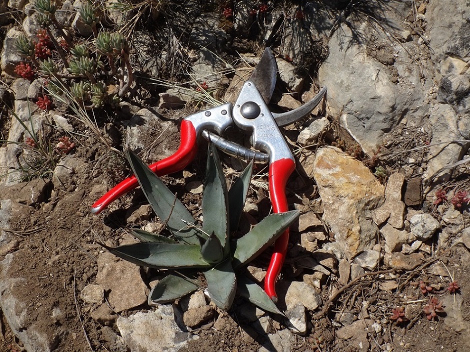 Agave Shark Skin.JPG