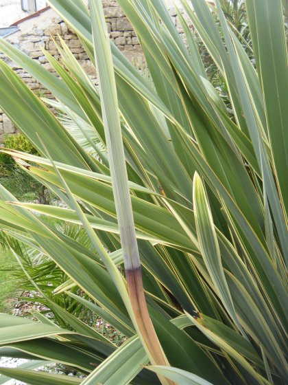 DSCF4445.JPG