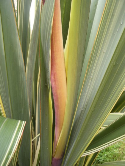 DSCF4446.JPG