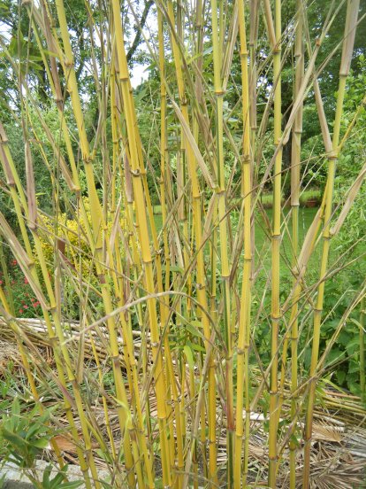 DSCF4441.JPG