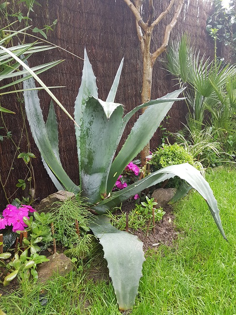 Jardin 31052016 (21).jpg