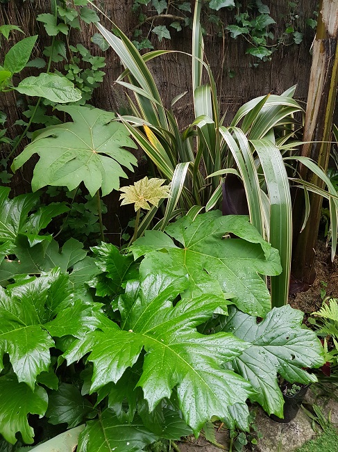 Jardin 31052016 (12).jpg