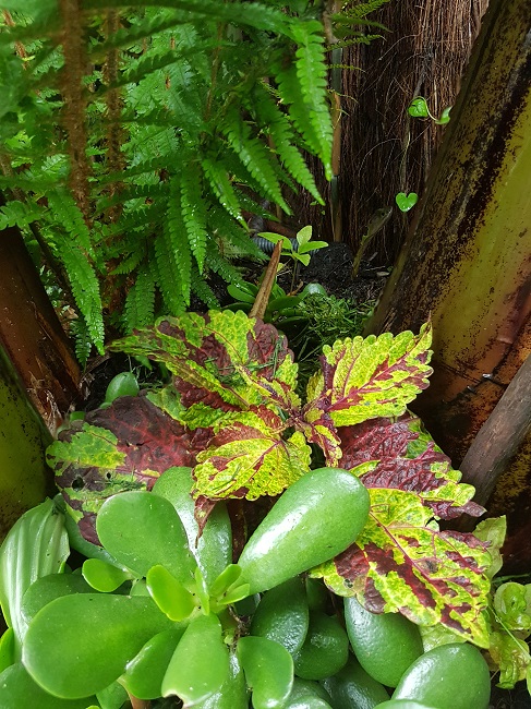Jardin 31052016 (19).jpg