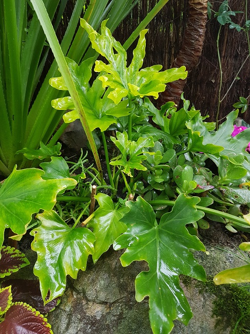Jardin 31052016 (20).jpg