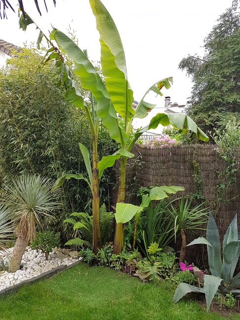 Jardin 31052016 (14).jpg