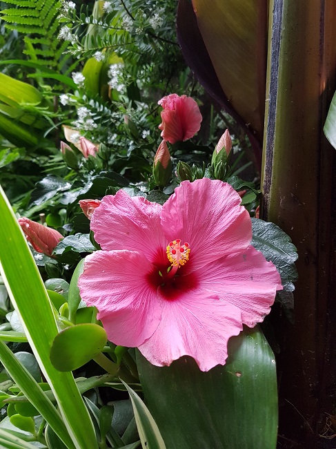 Jardin 31052016 (11).jpg