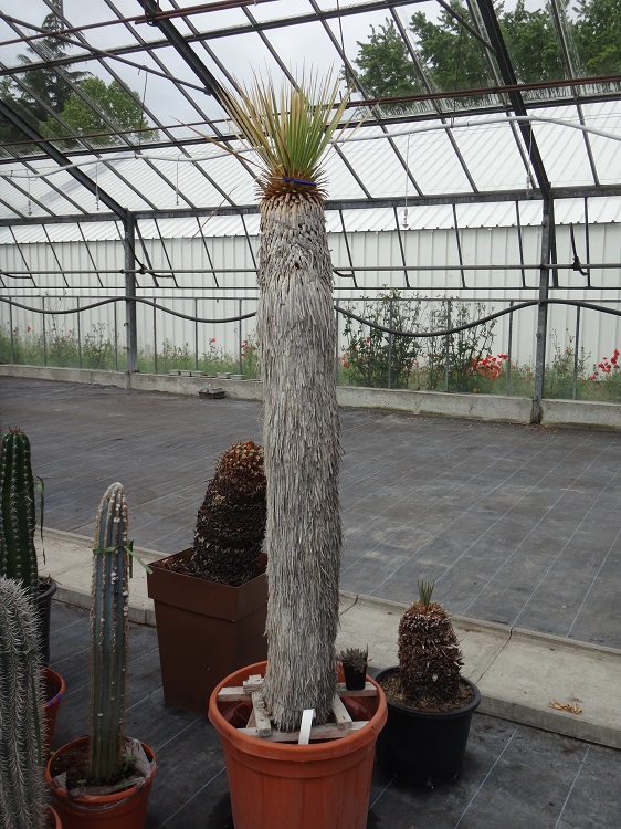 Yucca rostrata maltraité.JPG