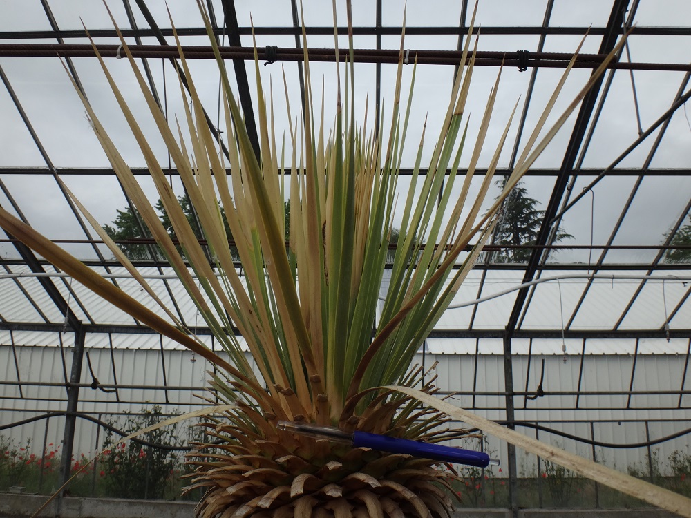 Couronne Yucca rostrata.JPG