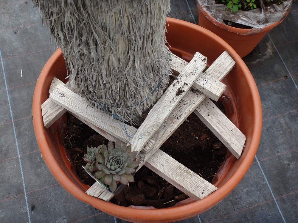 Motte racinaire Yucca rostrata.JPG