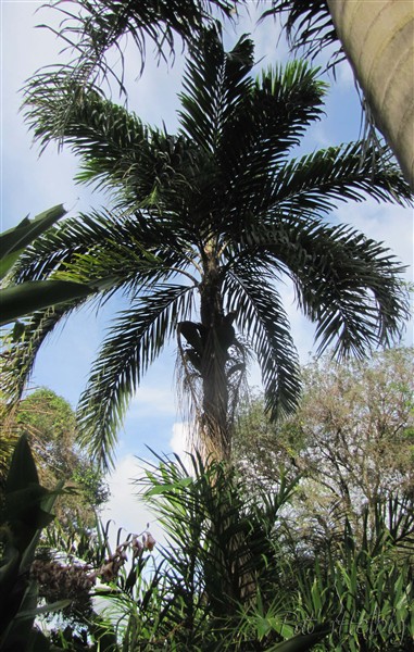 Bactris gasipaes planté le 13 09 2011 issu d'un plant en pot de 1 an et demi.jpg
