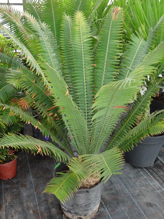 Encephalartos altensteini.JPG
