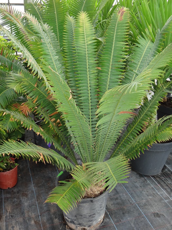 Encephalartos altensteini.JPG