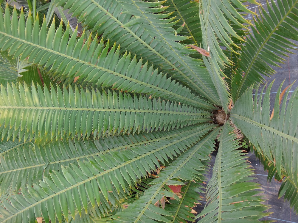 Coeur Encephalartos.JPG