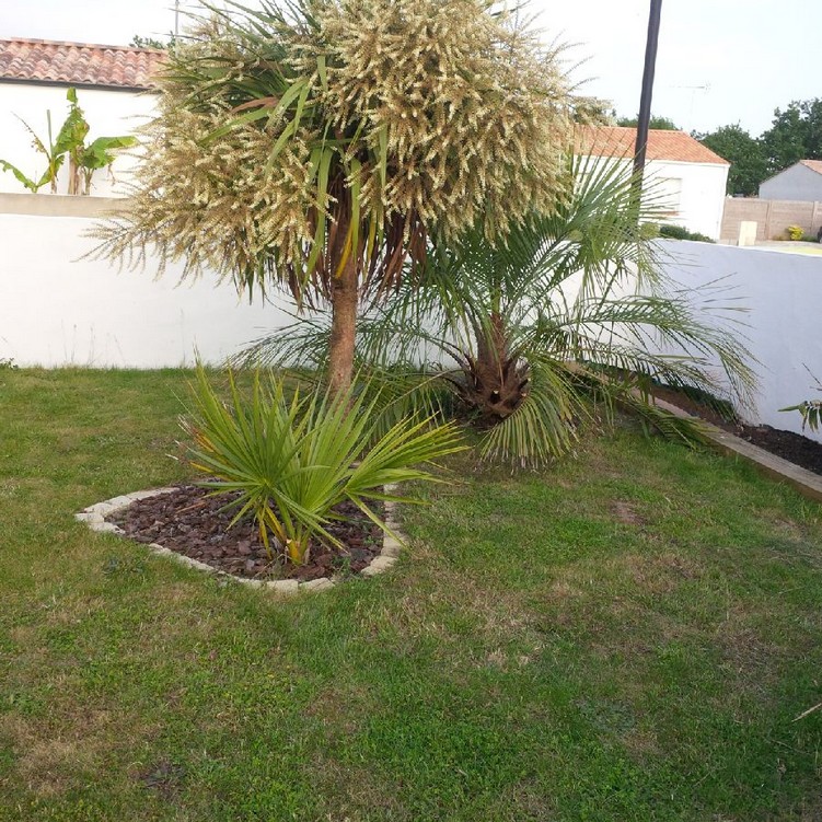 butia eriso - cordyline - palmetto.jpg