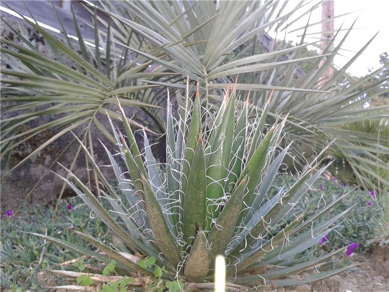 filifera.jpg