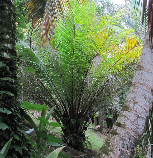 Elaeis guineensis planté le 14 01 2009 issu d'un plant en pot de 4 ans.jpg