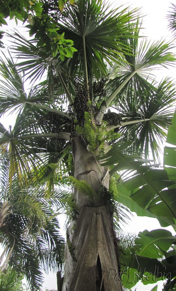 Mauritia flexuosa planté le 20 07 2008 issu d'un plant en pot de 3 ans.jpg