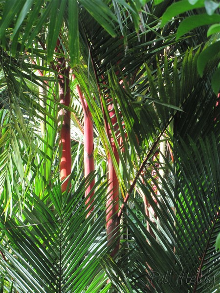 Cyrtostachys renda Planté le 13 11 1999 issu d'un plant en pot de 6 ans; magnifiques manchons foliaires! Le palmier bâton rouge à lèvres!.jpg
