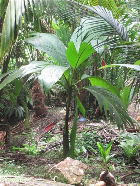 Bentickia nicobarica planté le 19 12 2013 issu d'un plant en pot de 5 ans.jpg