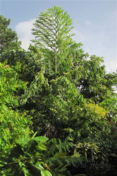 Caryota mitis variegata planté le  17 11 2012 issu d'un plant en pot de 2 ans.jpg