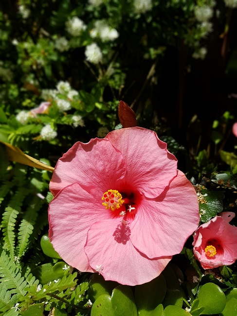 Jardin 06062016 (20).jpg