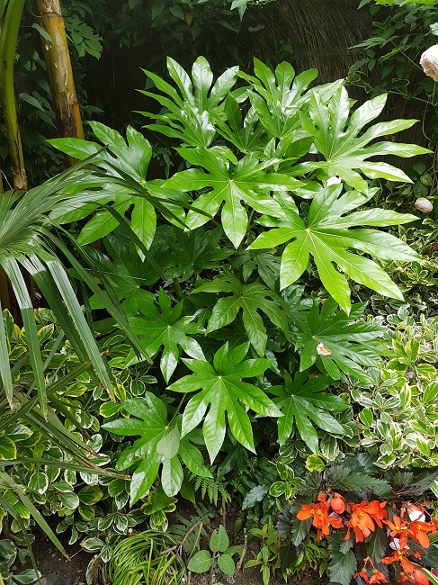 Jardin 06062016 (12).jpg