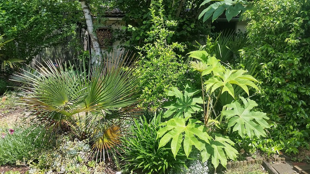 Tetrapanax.jpg