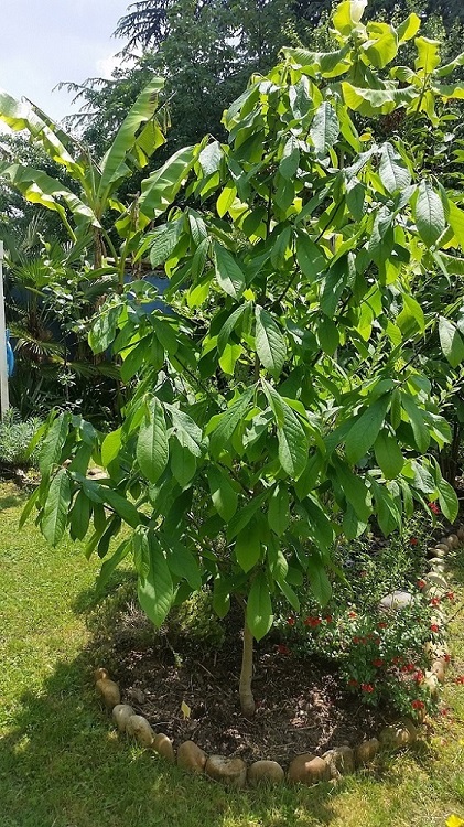 Asimina triloba.jpg
