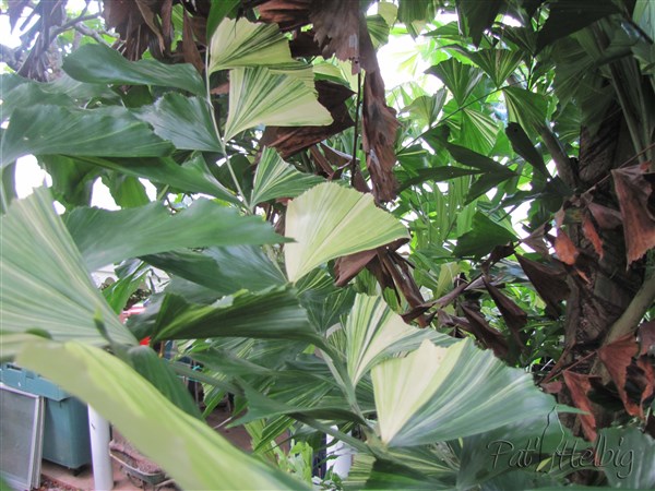 Les folioles du Caryota mitis (variegata) 3.jpg