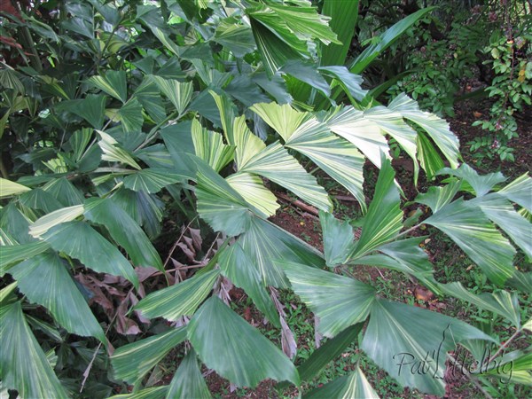 Les folioles du Caryota mitis (variegata) 2.jpg