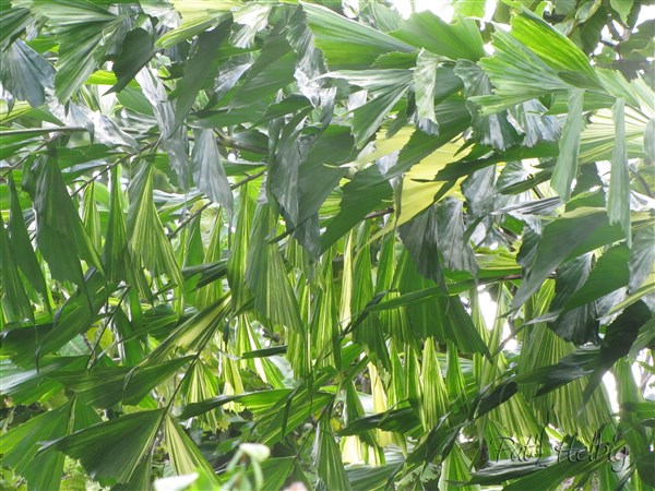 Les folioles du Caryota mitis (variegata) 1.jpg