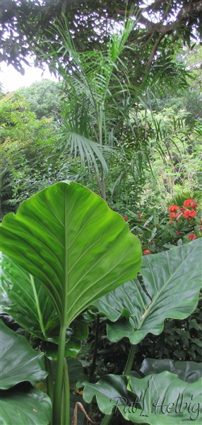 Chamaedorea glaucifolia planté le 14 10 2012 issu d'un plant en pot de 3 ans parmi les aracées!.jpg